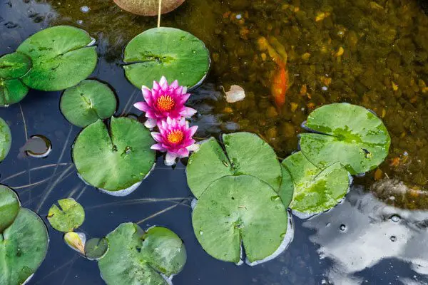 lily pads on water