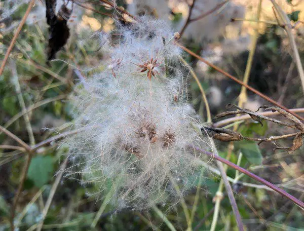 clematis seed head