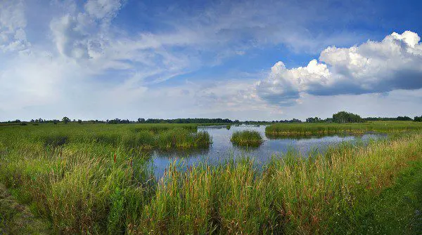 Horicon marsh