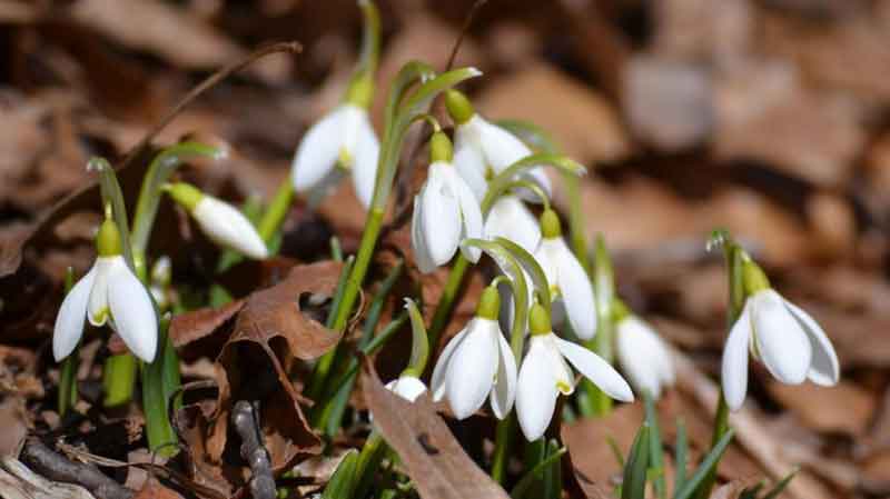 snowdrops by leaves