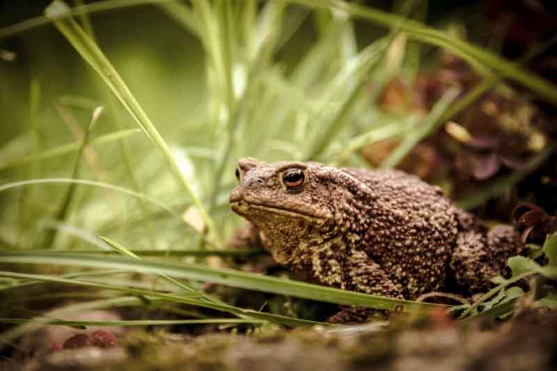 toad in grass