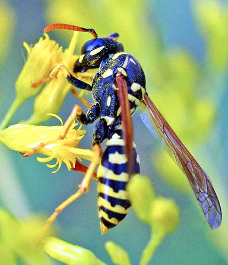 paper wasp on flower