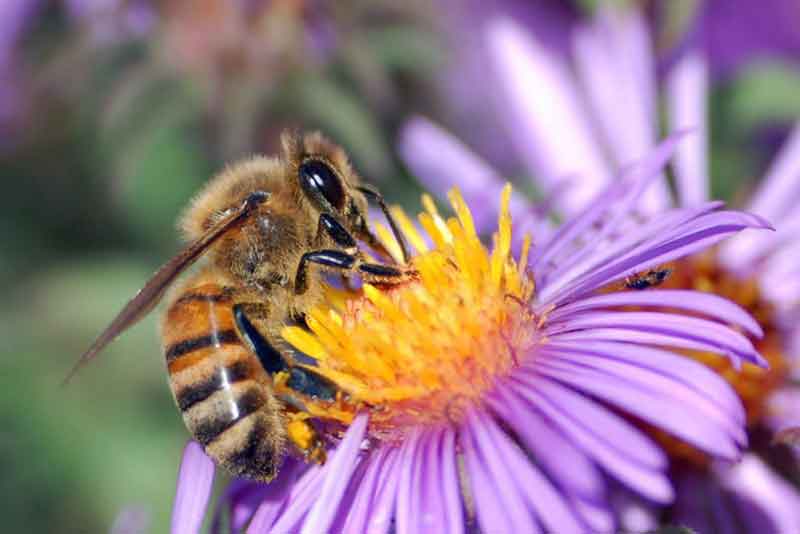 european honey bee on flower