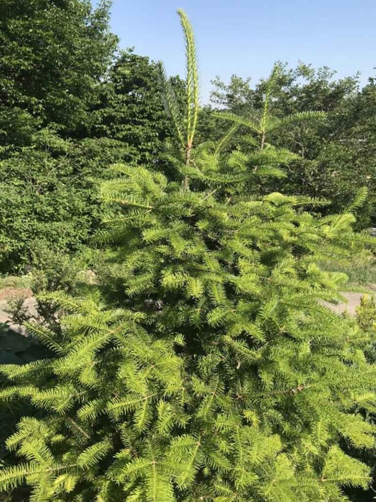 Golden Hue Japanese fir