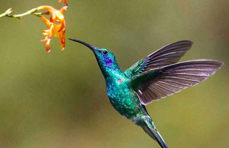 blue hummingbird drinking from flower
