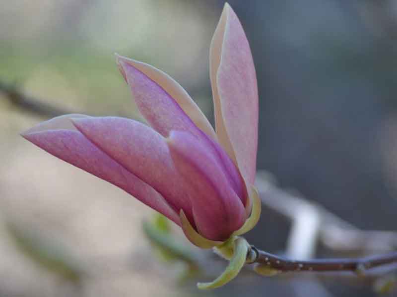 lavender delight magnolia