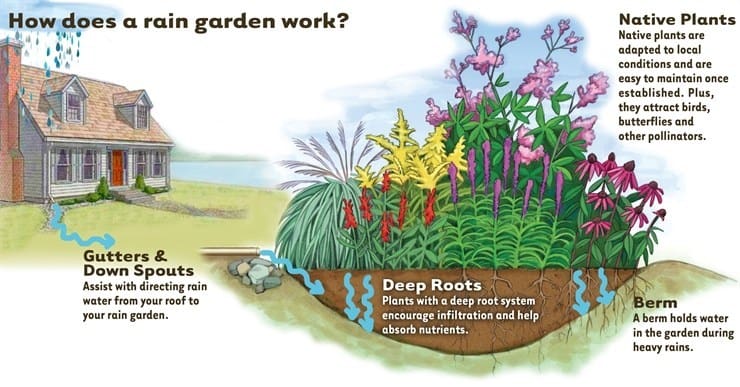 Protect the Environment by Planting a Rain Garden