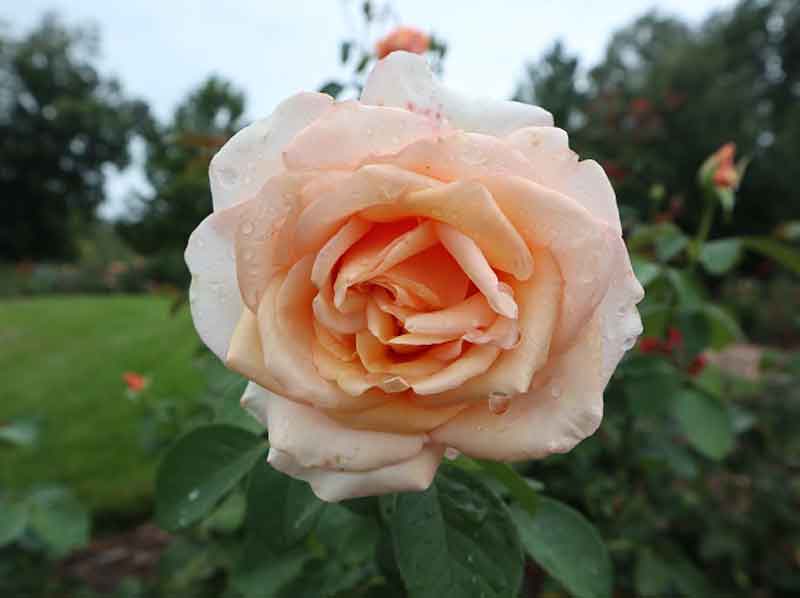 Sunset Celebration hybrid tea rose