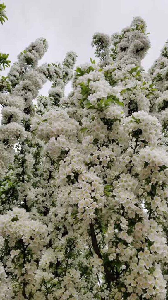 Adirondack crabapple blossoms