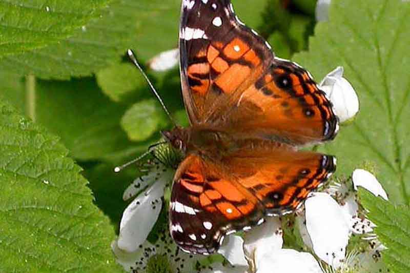 american lady butterfly
