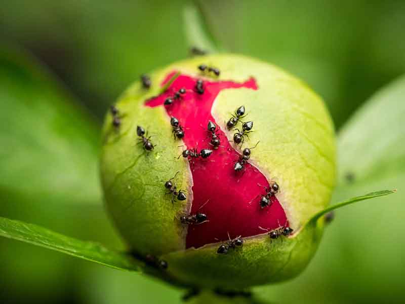 ants on flower bud