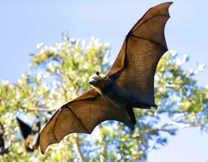 bat flying in air