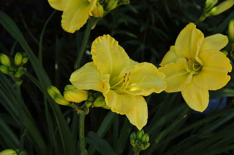cheerio yellow daylily