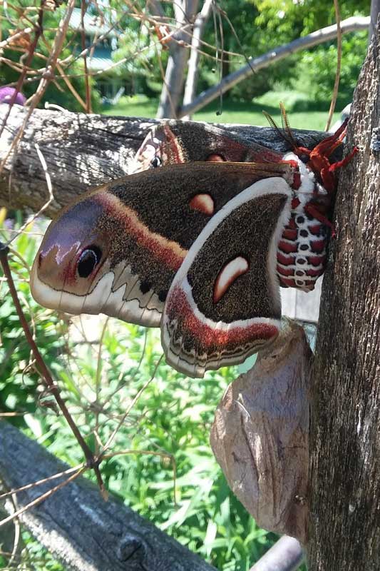 crecopia silk moth with cocoon