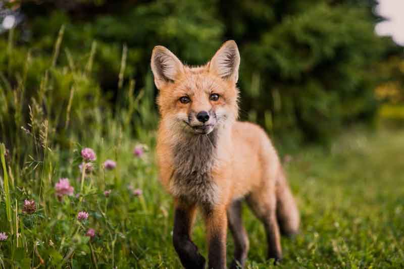 fox in grass