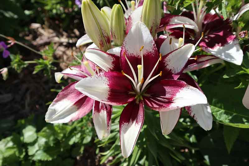 painted pixie asiatic lily