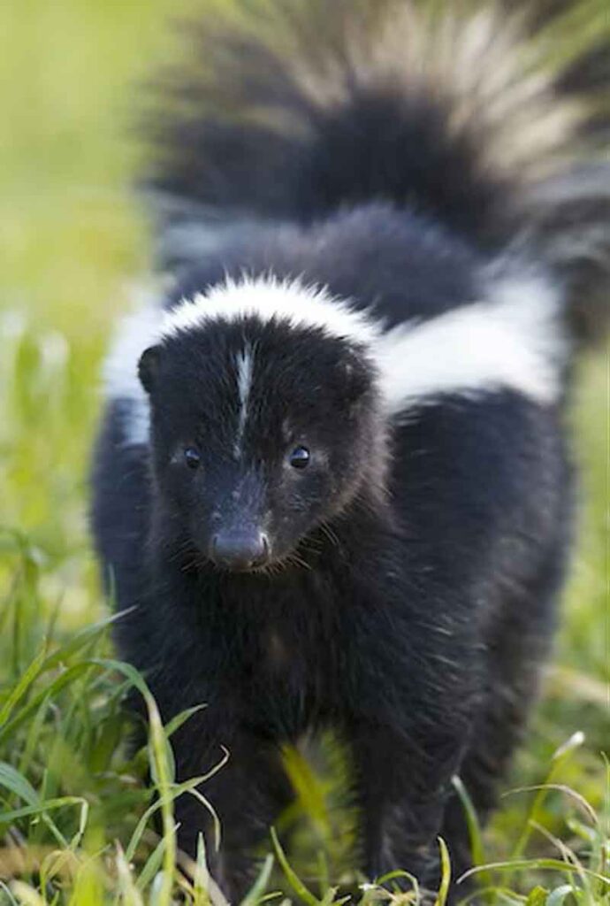 skunk walking in grass