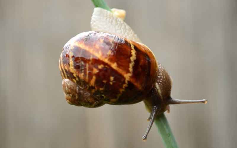 snail on stalk