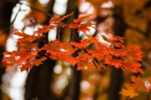 red leaves on tree