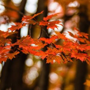 red leaves on tree