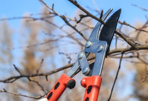 pruning tree branches