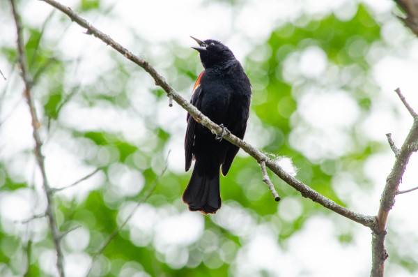 Red-winged blackbird on a tree branch.