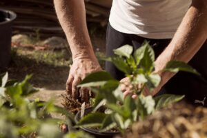 person planting bulb in ground