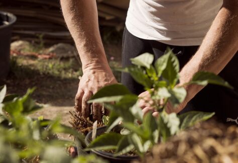 person planting bulb in ground