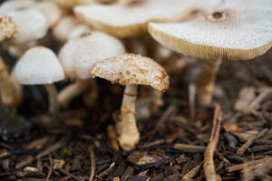 mushrooms in ground