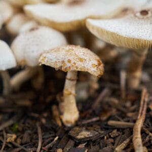 mushrooms in ground