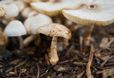 mushrooms in ground