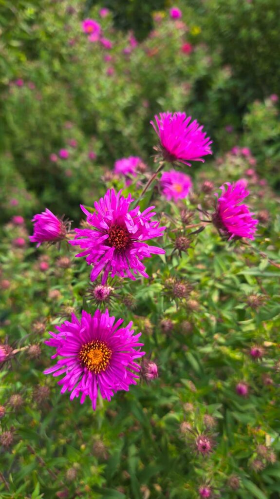 Alma Potschke New England aster