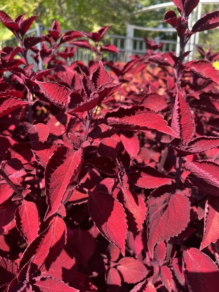 Beale Street Mainstreet coleus