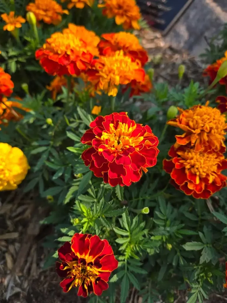 Bolero Bonanza™ French marigold