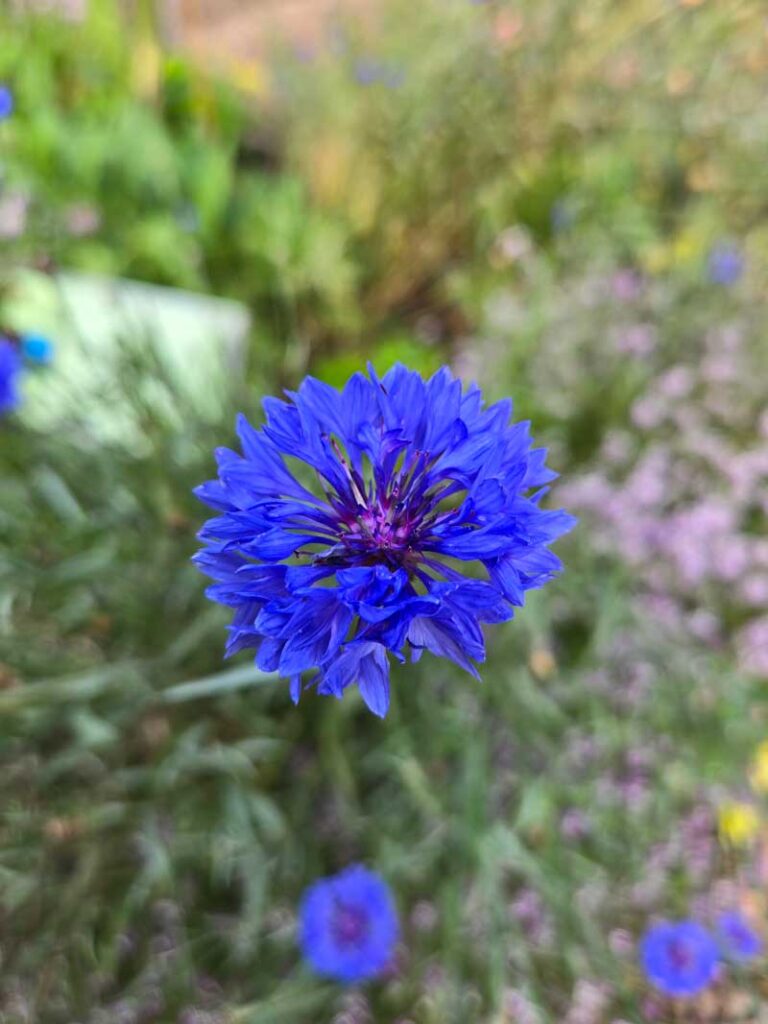 Dark blue cornflower