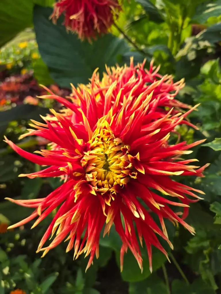 Encore dahlia