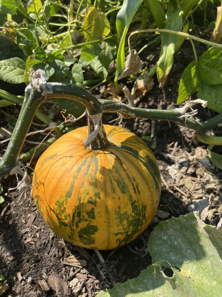 Kakai Hulless pumpkin