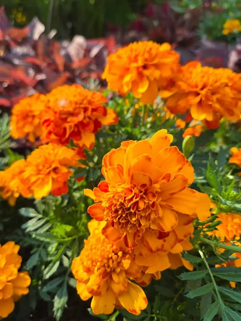 Maxi mix Super Hero™ French marigold