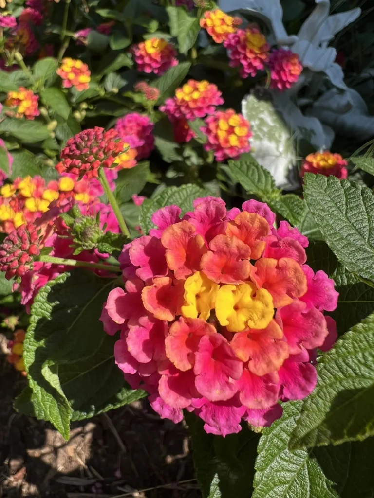 Passion Fruit shrub verbena