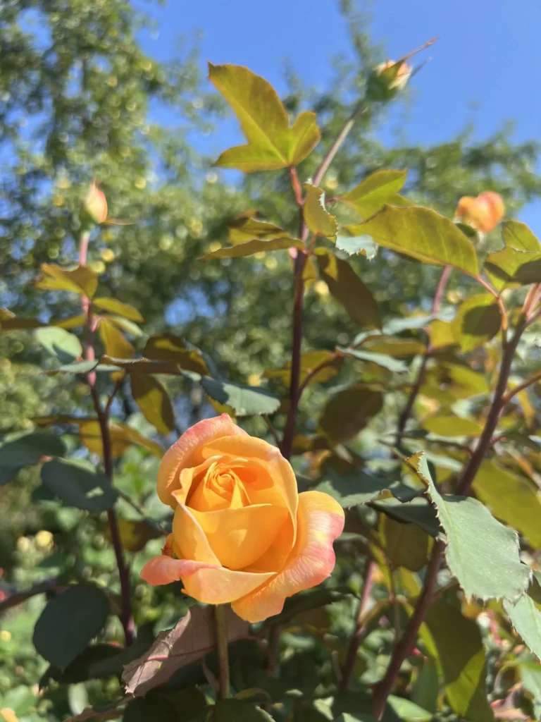 Strike It Rich grandiflora rose