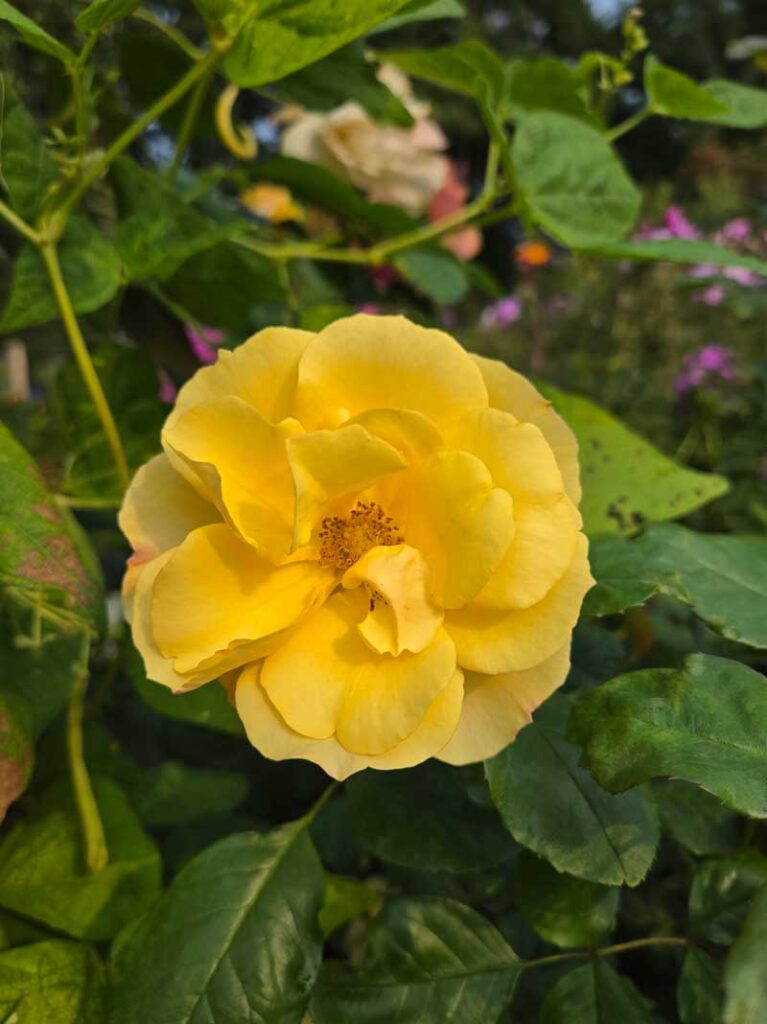 Tequila Gold™ shrub rose