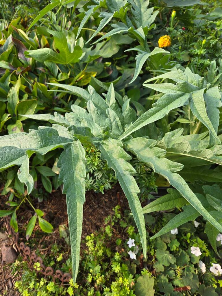 Cardoon