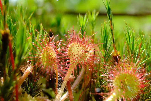 green and pink roundleaf sundew plant in grassy meadow