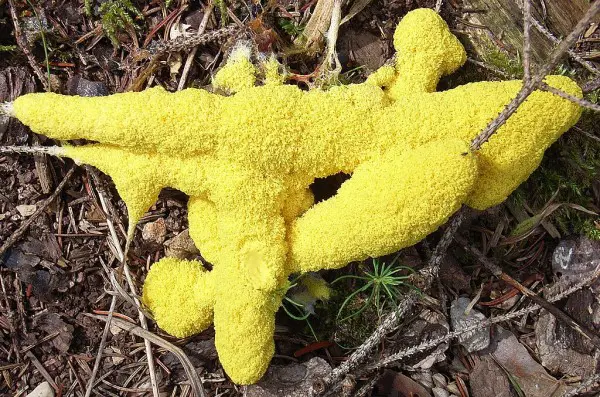 bright yellow dog vomit slime mold on forest floor