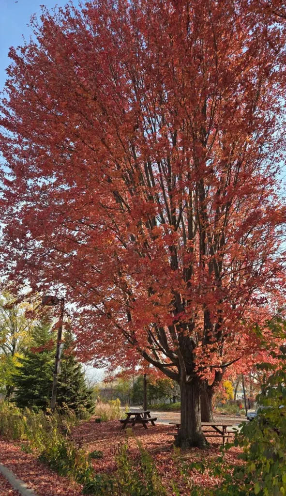 Fall Leaves